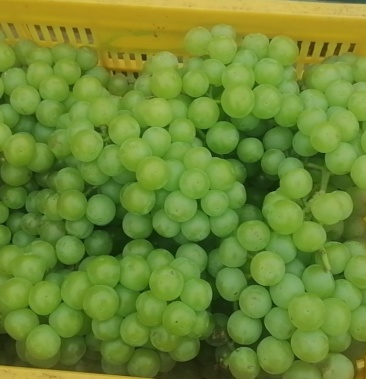 青无核 8611 罐头厂专用葡萄