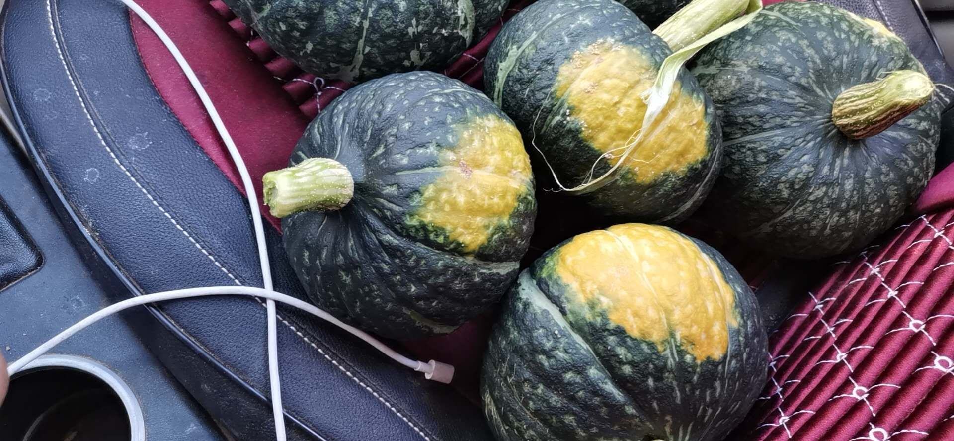 板栗南瓜整体外观