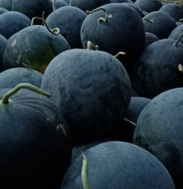 [无籽西瓜批发]河南周口太康黑无籽西瓜 河南省太康县常营量大现货