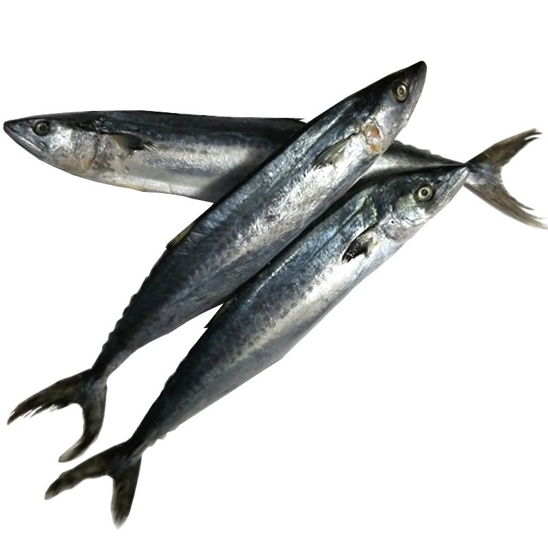 [鲅鱼批发]北海本地马鲛鱼鲅鱼批发新鲜海鱼 可帮切片【拍前联系我】