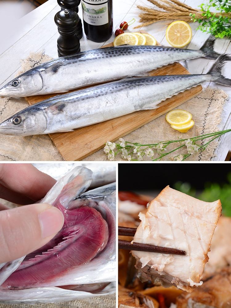 [鲅鱼批发]北海本地马鲛鱼鲅鱼批发新鲜海鱼 可帮切片【拍前联系我】