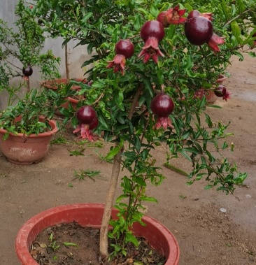 紫玉石榴树苗!盆栽地栽南北方均可种植现挖保湿发货