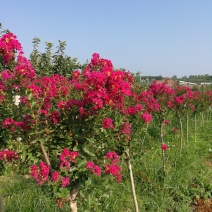 3公分紫薇，4公分，5公分紫薇，山西基地