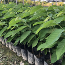 凤梨释迦苗释迦苗出自我们基地的苗都是正宗质量好的，