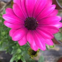 非洲万寿菊双色杯杯苗，非洲万寿菊各种花色