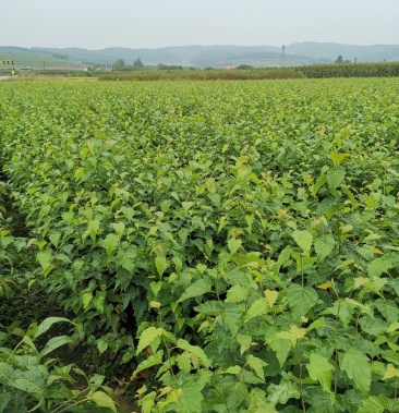 [白桦树苗批发]自家白桦小苗绝无中介产地直销供应欢迎商家前来采购