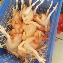 跑山玉米青远老鸡，专供高端餐饮，长期合作。