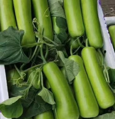 河北邯郸瓢瓜大量上市欢迎新老客户前来采购城信经营