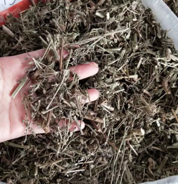 [马鞭草批发]批发野生中药材马鞭草 马鞭草切段量大优惠 大量批发价格