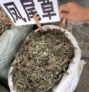 凤尾子中药别名图片