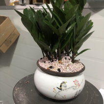 金钱树组盆，特级，好好先生园艺，，，，，，，，，，，，，