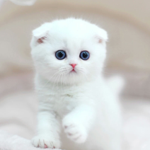 英短蓝猫幼猫猫咪活体蓝白猫美短渐层布偶猫宠物猫咪幼崽小猫