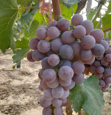 河北永清县沙地优质巨峰葡萄大量上市