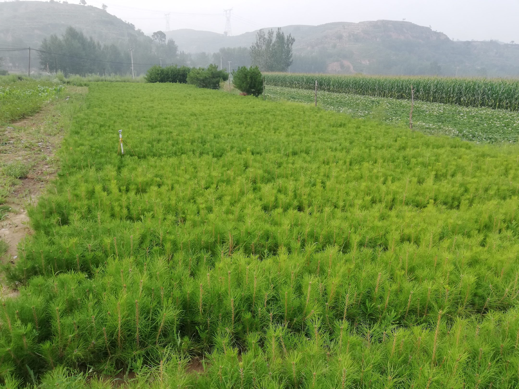 河北油松良种基地内整齐排列的幼苗种植田
