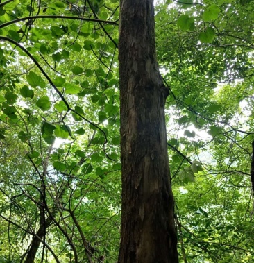 黄心柘刺树木材出售