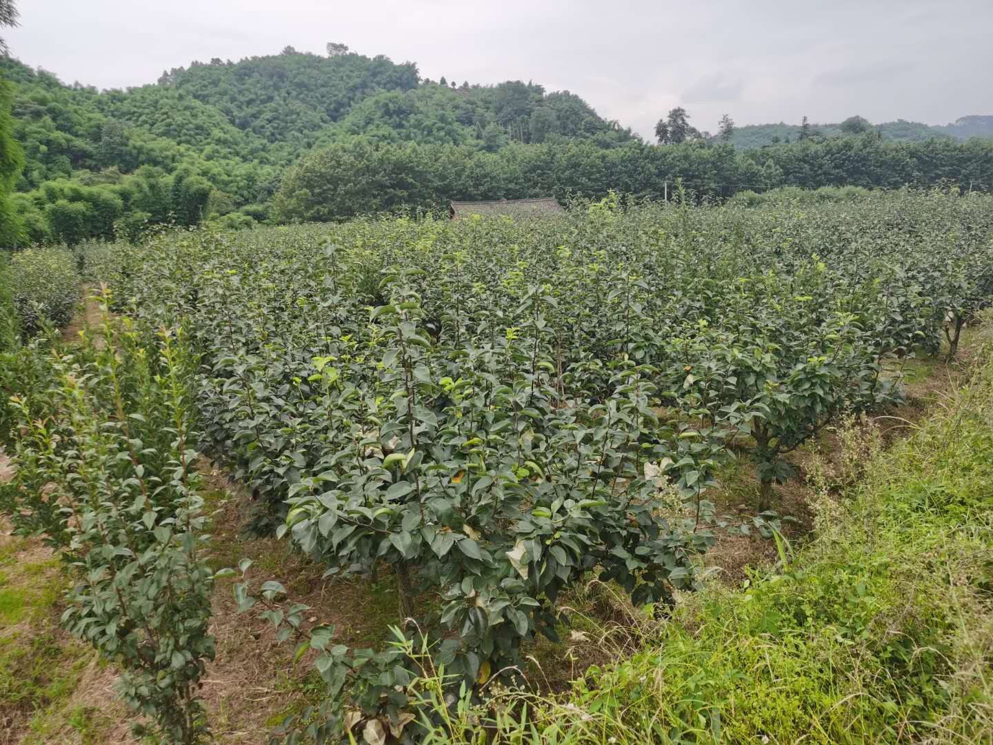 砀山黄河故道梨园全景