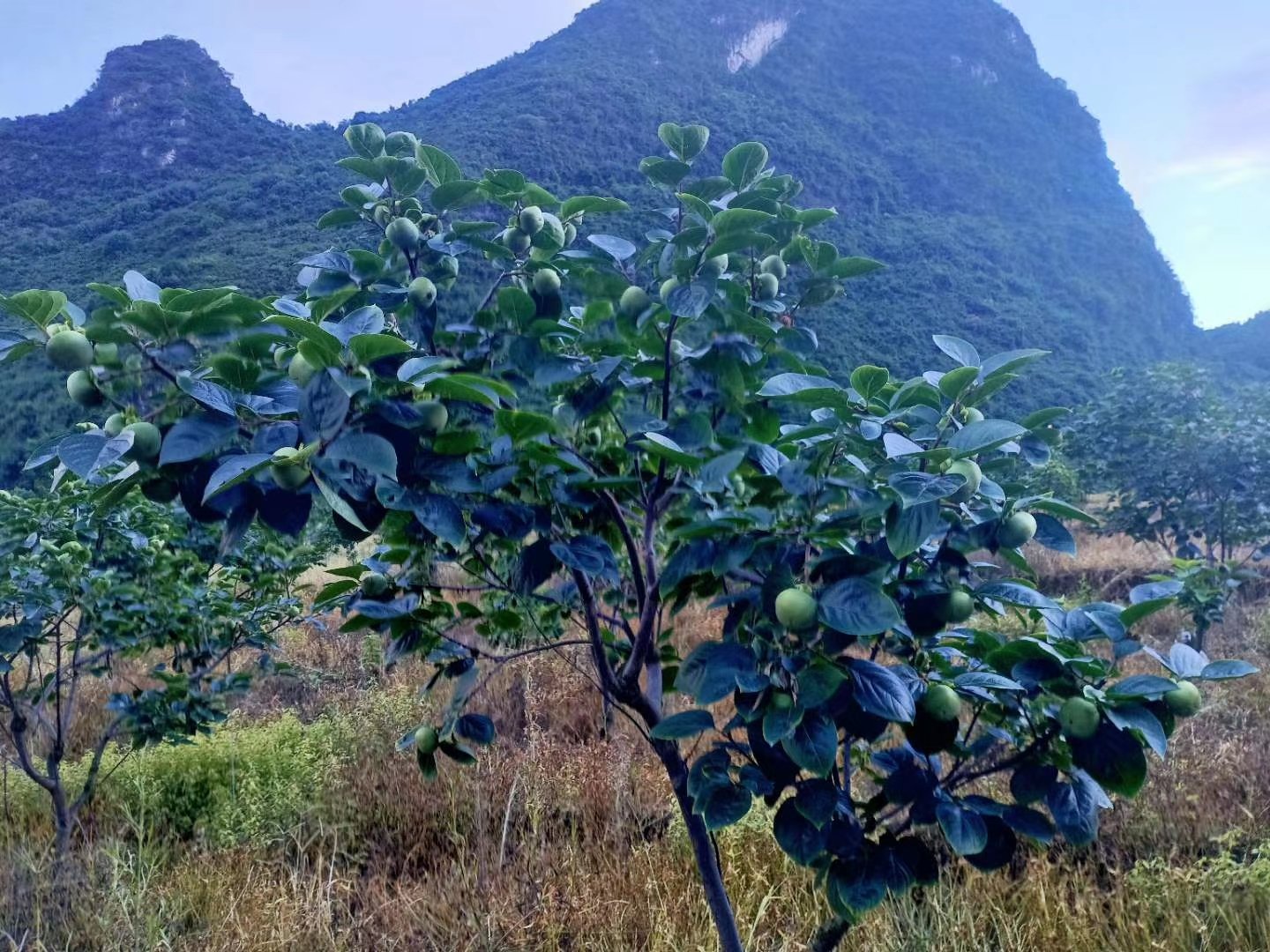 一片整齐的日本甜柿果园,树上挂满橙红色的果实,阳光透过树叶洒在果实上,形成斑驳光影,远处有农民正在采摘,背景是连绵的青山和淡淡的晨雾,展现原生态种植环境 日本甜柿果园场景