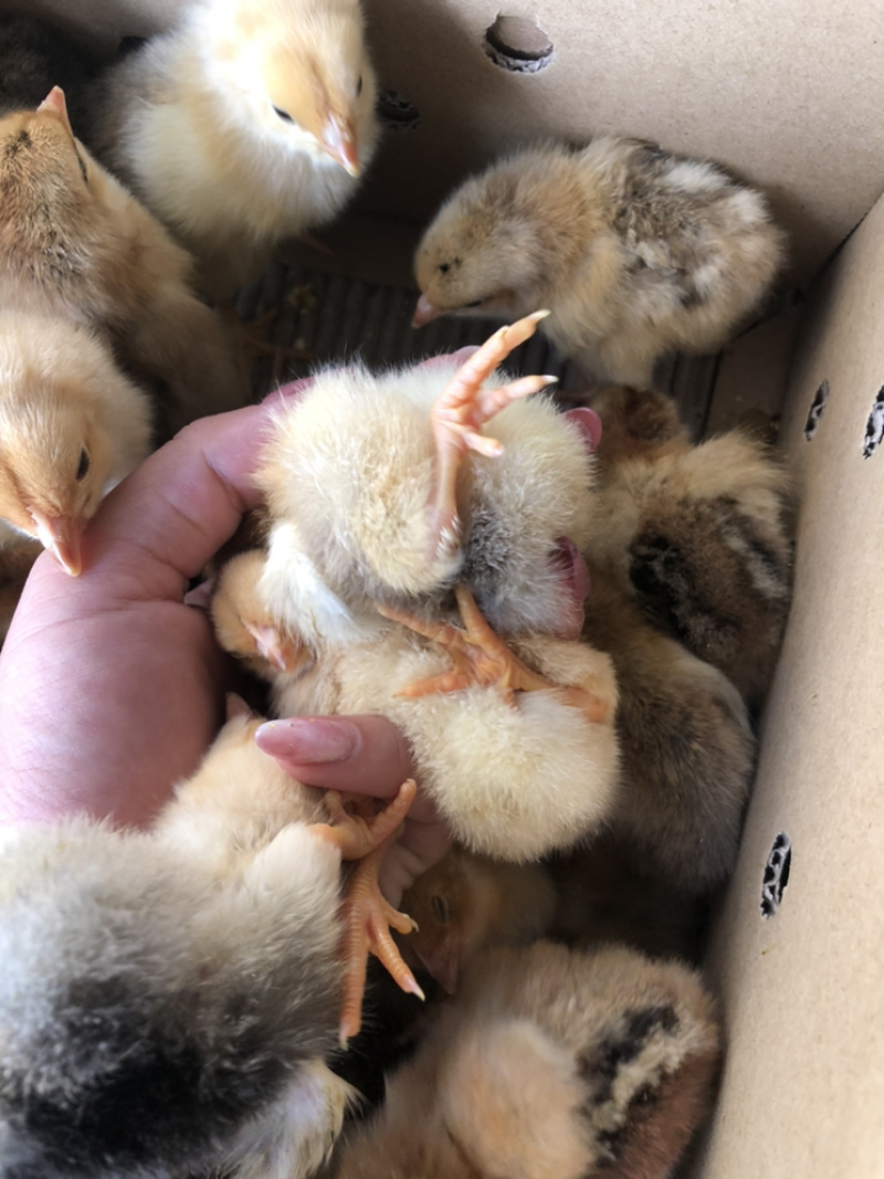 广西南宁西乡塘区鸡苗 1.50元/个优质k9/882