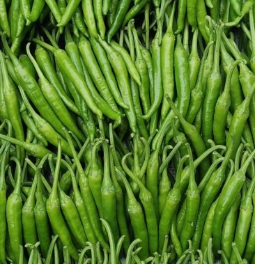 正宗樟树港辣椒 樟树港小辣椒 樟树港椒 基地常年直供