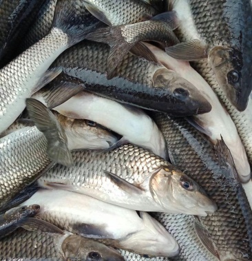 [圆吻鯝批发]重唇鱼,虫虫鱼,耐运输保成活,网箱重唇鱼价格8.