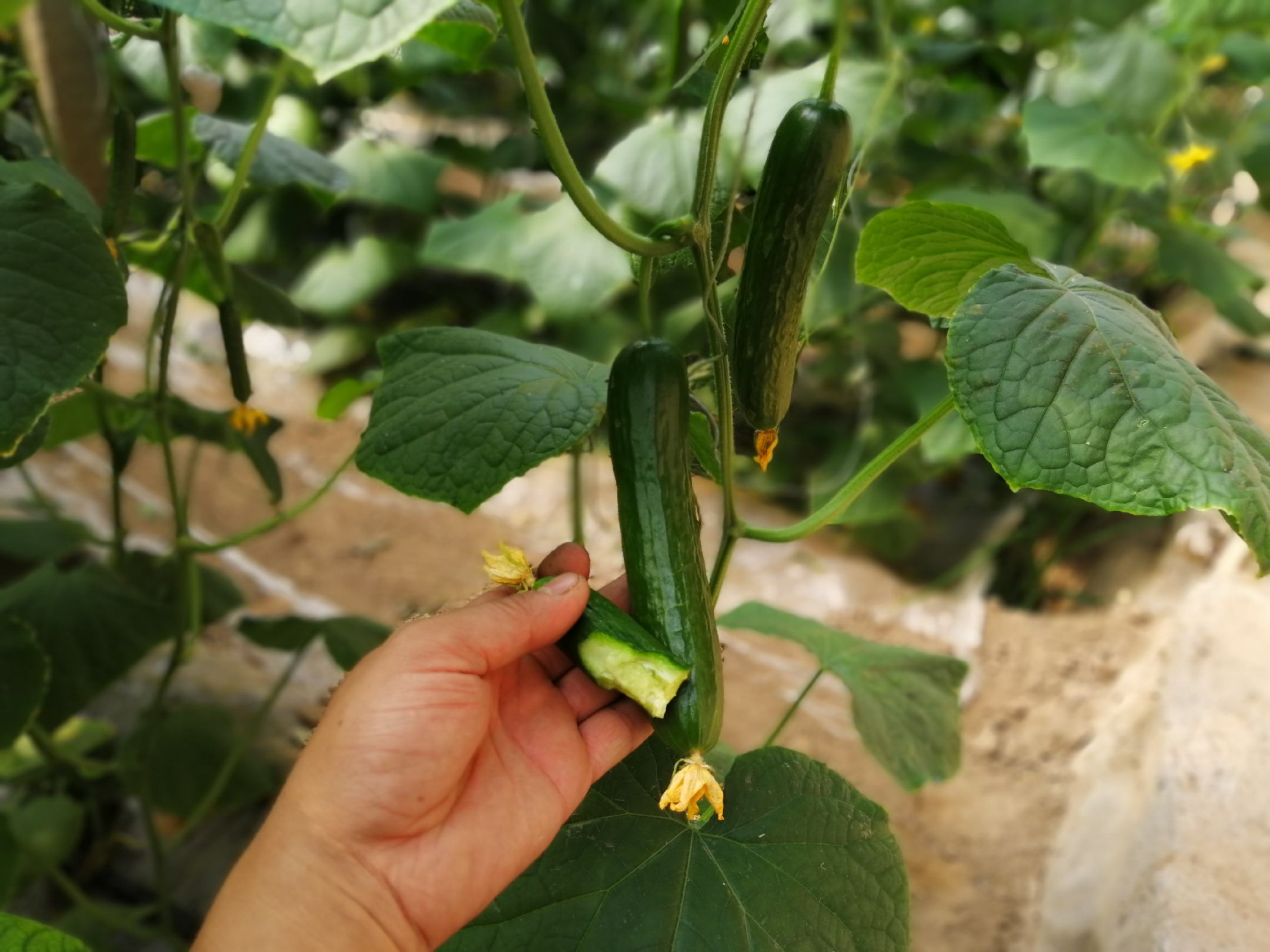 左侧为小黄瓜用于沙拉场景,右侧为炒菜场景,展示两种不同用途的烹饪方式 小黄瓜用于沙拉和炒菜的对比图