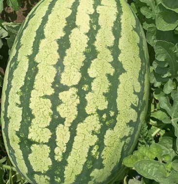 内蒙古通辽市西瓜代办金城5号金花6号