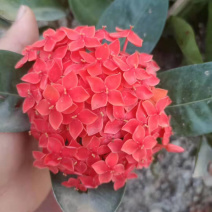 龙船花23-25杯绿化工程苗木花卉种植