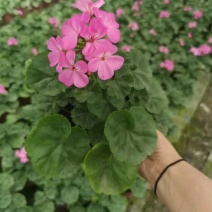天竺葵（玫红色）天竺葵价格双色杯价格开花天竺葵