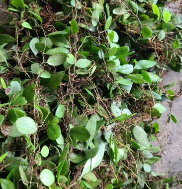 抱石莲新鲜小叶圆叶广西抱树莲石瓜子十万大山采摘50斤包邮