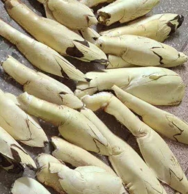 四川达州本地品种棕包米