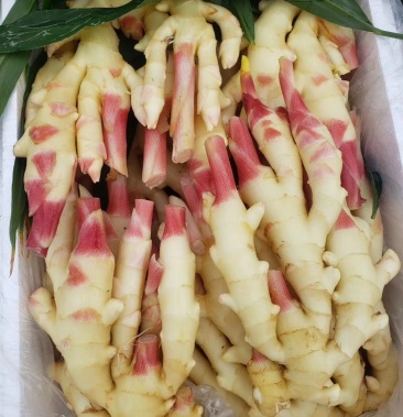 【精品优选】贵州生姜 仔姜 产地直发 量大价优 欢迎联系