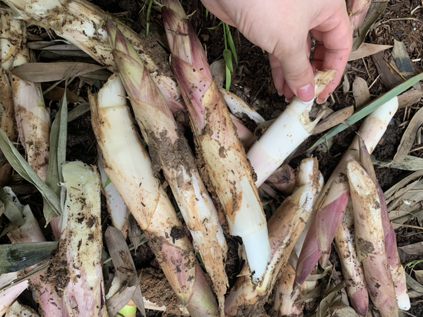 新鲜采摘的红壳雷竹笋,展示其紫红色外壳、饱满笋体和未展开的笋尖,背景为湿润的林地土壤,周围有少量落叶和竹叶覆盖 红壳雷竹笋特写