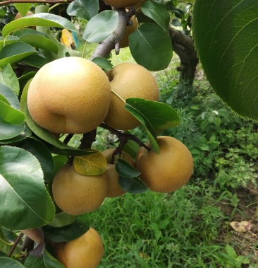 丰水梨,光果,套袋果原产地直发!