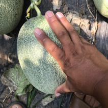 西州蜜25脆甜便宜的三五分钱，微信见头像