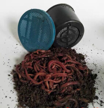 盒装纯牛粪红蚯蚓大号中号钓鱼专用鲜红蚯蚓