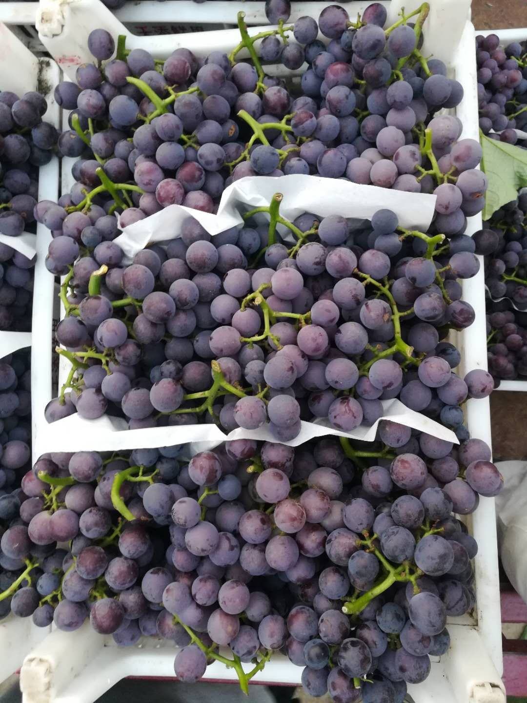 河北邢台巨峰葡萄二茬大串大粒大量供应颜色黑红