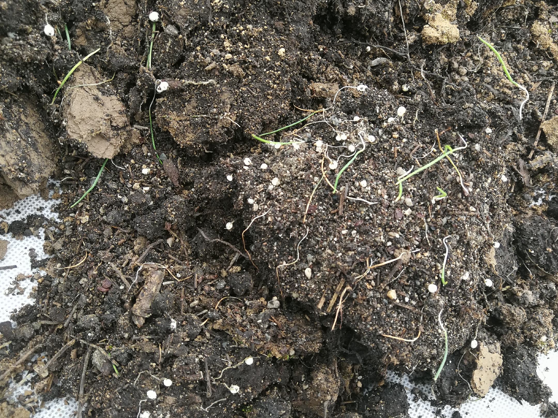 图片说明:展示川贝母种植第二年的生长状态,植株具有一枚线形叶和初现的花葶,背景为半阴山地环境,土壤表面覆盖枯枝落叶层,根部特写显示多个健康鳞茎簇生,无腐烂或虫蛀痕迹 川贝母两年生植株生长状态图