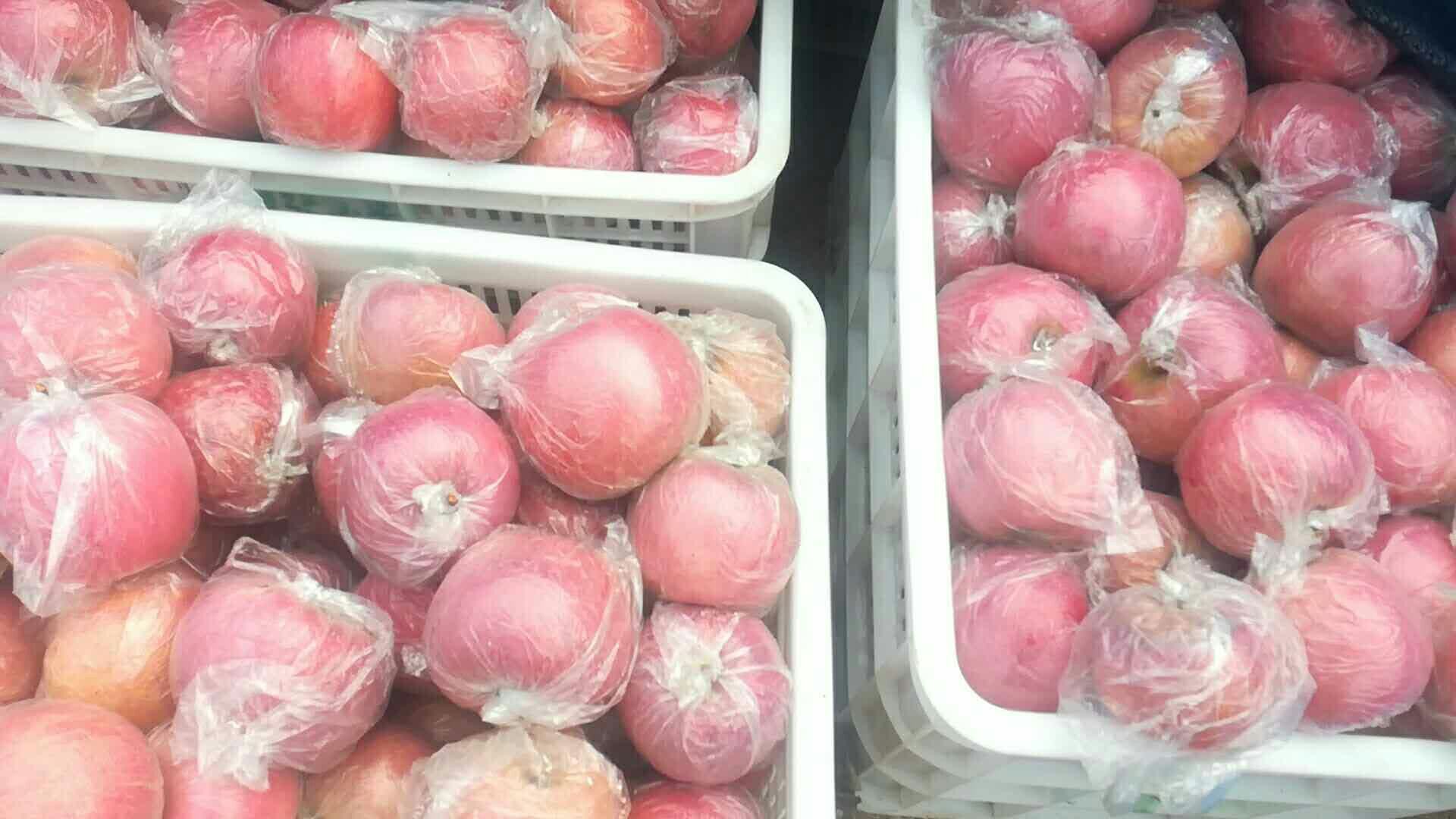 一箱刚封装完毕的精品烟台美八苹果,纸箱印有‘烟台苹果’地理标志,箱内果实排列整齐,每个苹果贴有独立防伪溯源标签,标签上包含二维码、批次号、产地编码及建议食用期限 烟台美八苹果标准化包装与溯源标签特写