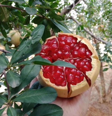 正宗红心软籽石榴,树龄已十几年结出的果子,产地直发