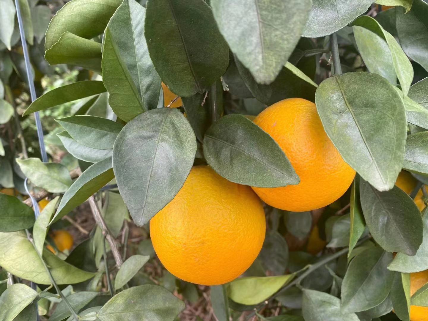 八月桂果实切面特写