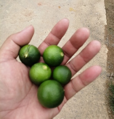 广西土柠檬,表皮光滑,8～12个果一斤