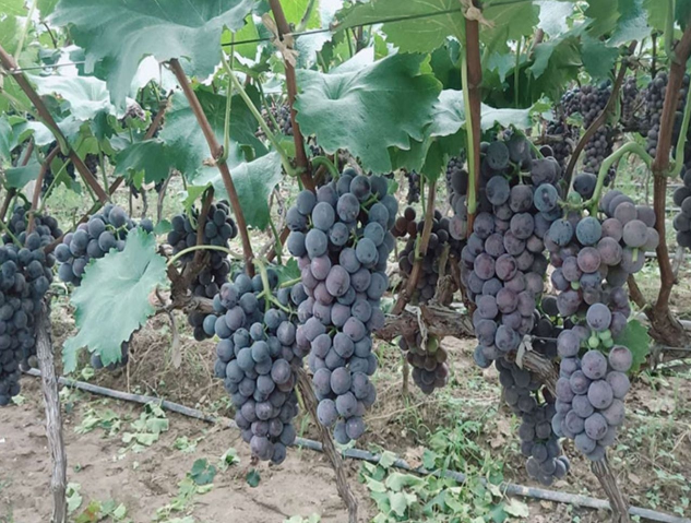 一串成熟的户太十号葡萄悬挂在藤蔓上,果粒饱满圆润,呈紫黑色,表面覆盖均匀果粉,排列紧凑,背景为阳光照射下的葡萄园,展现其优良的商品外观 户太十号葡萄成串特写