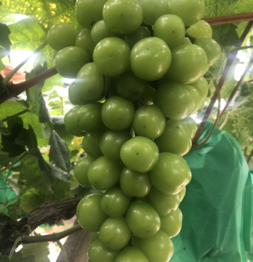 [阳光玫瑰批发]葡萄阳光玫瑰/日本香印晴王价格20.00元/斤 - 一亩田