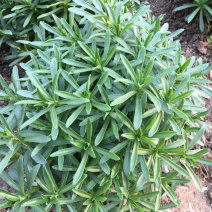 高钙菜、养心菜、救心菜、费菜，景天三七。
