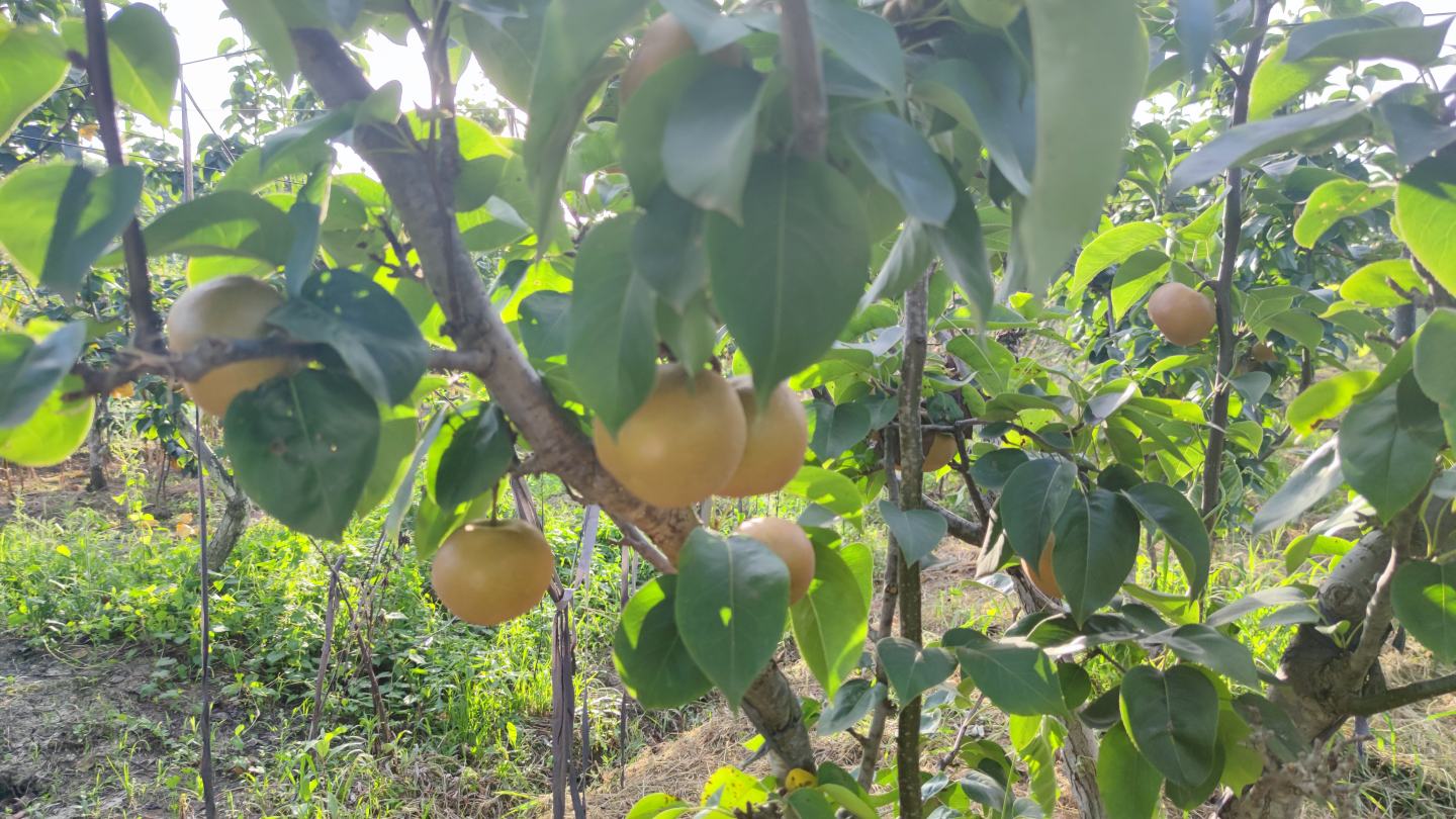 成熟的东北大酸梨挂满枝头