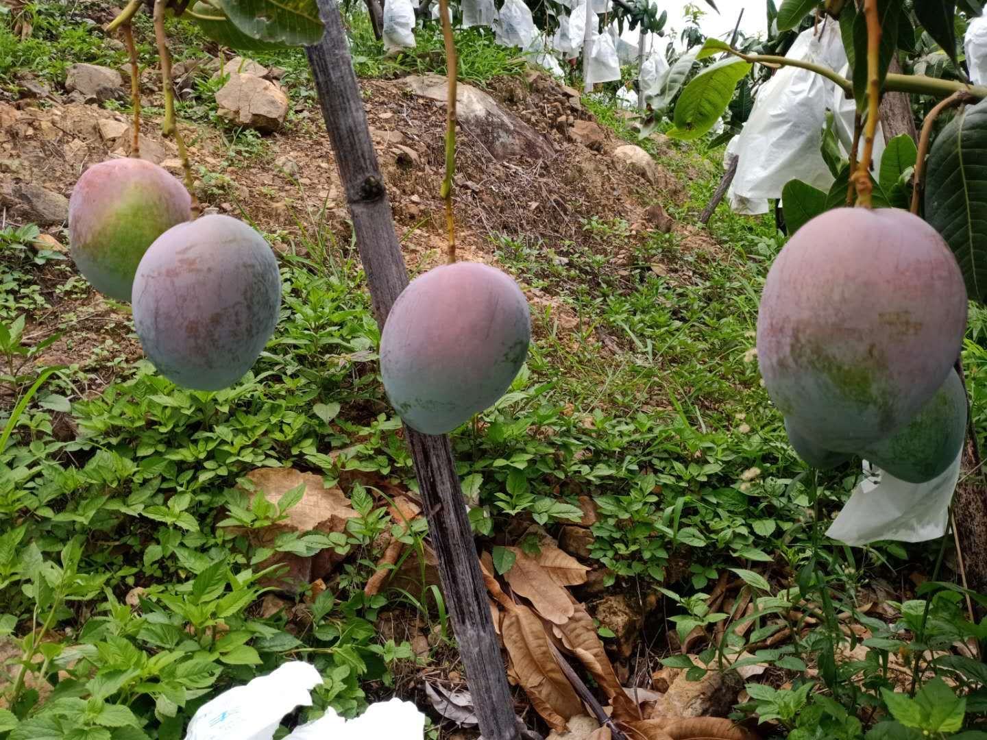 展示凯特芒种植园实景,果树整齐排列,果实挂满枝头 凯特芒果园实景图