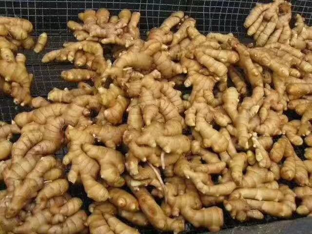 电商平台搜索老姜截图