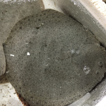 多宝鱼、比目鱼，一斤多，偏口鱼，鲜肥味美肉肥刺少