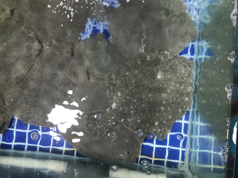 多宝鱼在清澈海水中的自然栖息状态