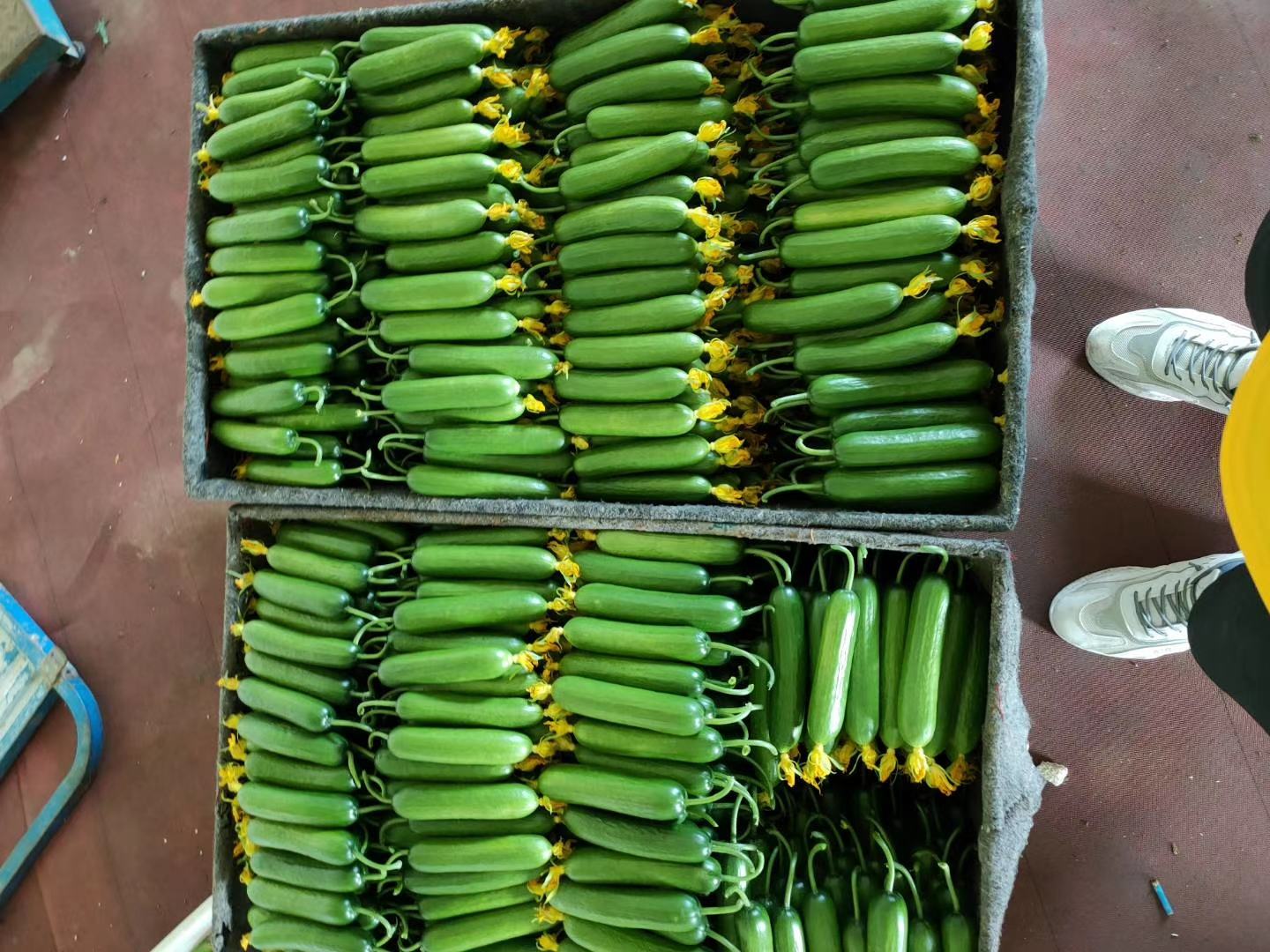 超市货架上摆放整齐的包装小黄瓜